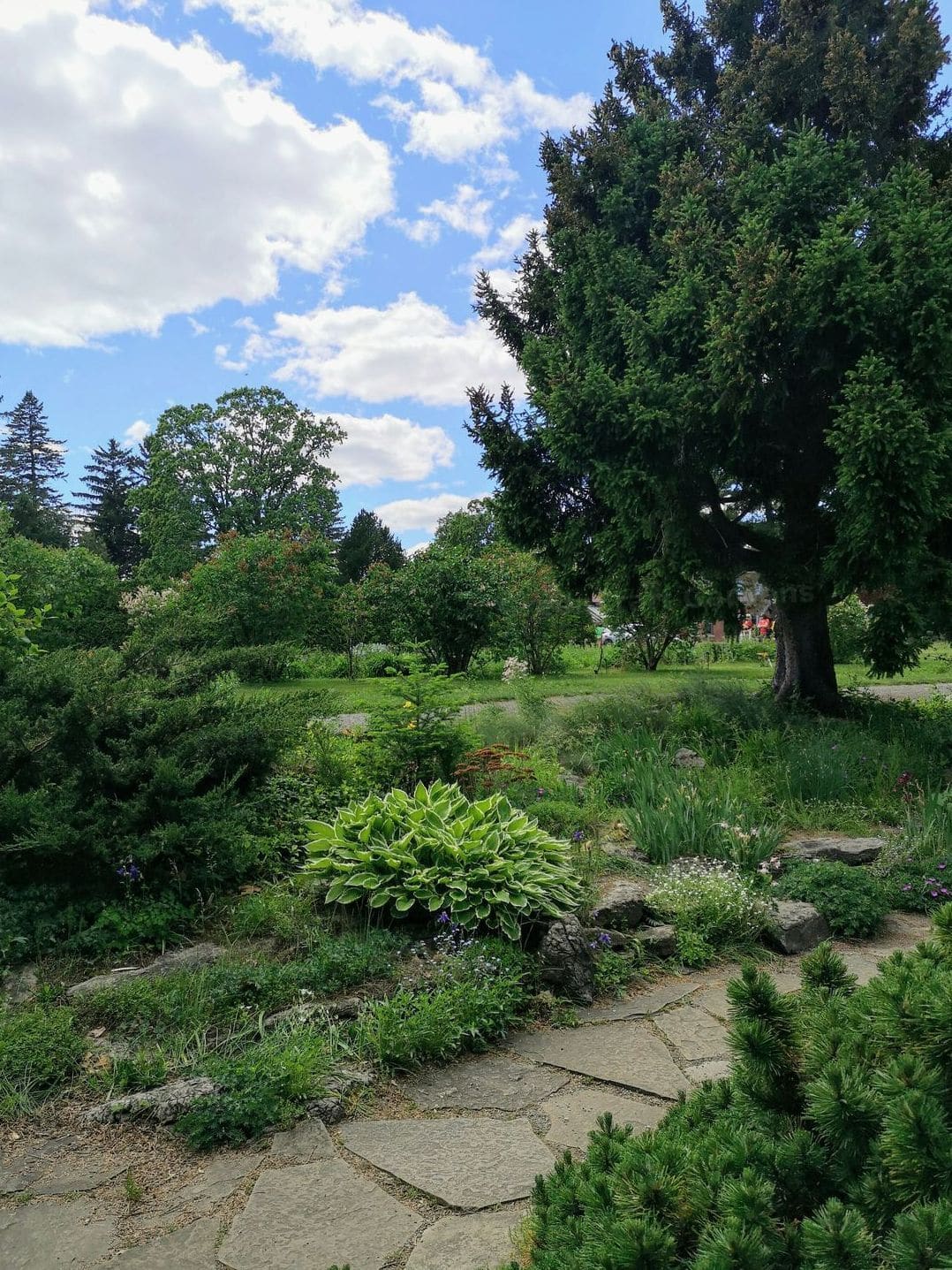Hedge trimming and pruning